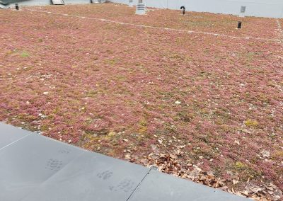 Schritt 5 der Begrünung des Daches